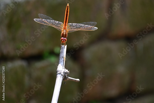Crocothemis dragonfly. It is a genus of dragonflies in the Libellulidae family, subfamily Sympetrinae. They are generally small to medium-sized dragonflies.
