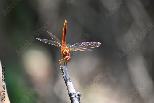 Crocothemis dragonfly. It is a genus of dragonflies in the Libellulidae family, subfamily Sympetrinae. They are generally small to medium-sized dragonflies.
