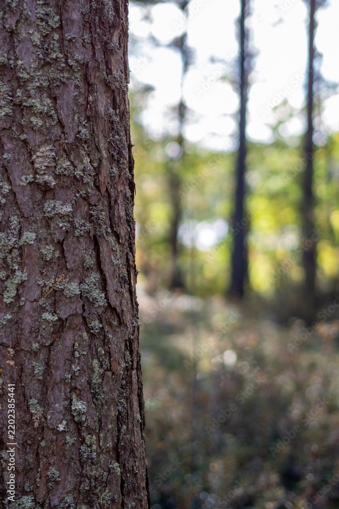 Fototapeta premium Vertical Pine Bark Close Up with Lichen and Bokeh Forest Light