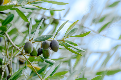 Close‑up of unripe green and black olives hanging from olive tree branch with elongated silver‑green leaves and blurred background of sunlit orchard in summer