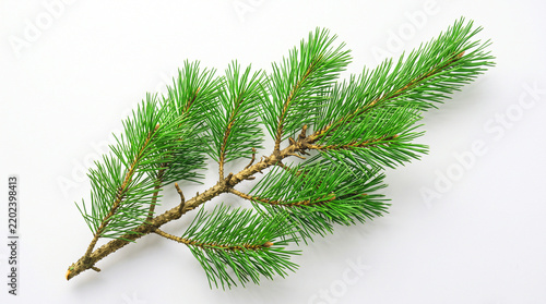 Obraz na płótnie pine branch with cones