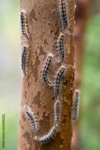 ヒメシャラ（夏椿）の幹につくチャドクガの幼虫