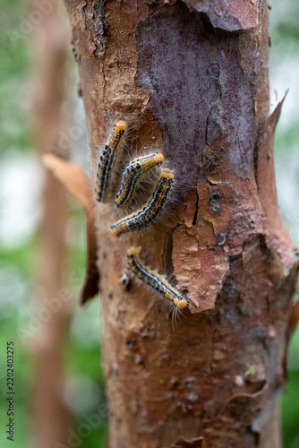 ヒメシャラ（夏椿）の幹につくチャドクガの幼虫