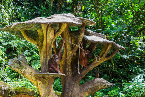 Photography Captive orangutans sitting and hanging on a concrete tree structure inside a lus