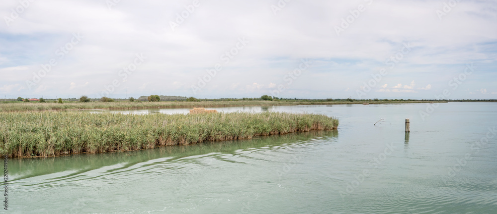 Fototapeta premium large Nicesolo canal between green rushes of lush reed, near Caorle, Italy