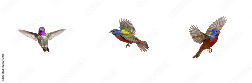 Fototapeta premium Vibrant tiny hummingbirds and painted bunting songbirds in flight, colorful small birds hovering with wings spread wide, isolated on white background, wildlife nature PNG asset