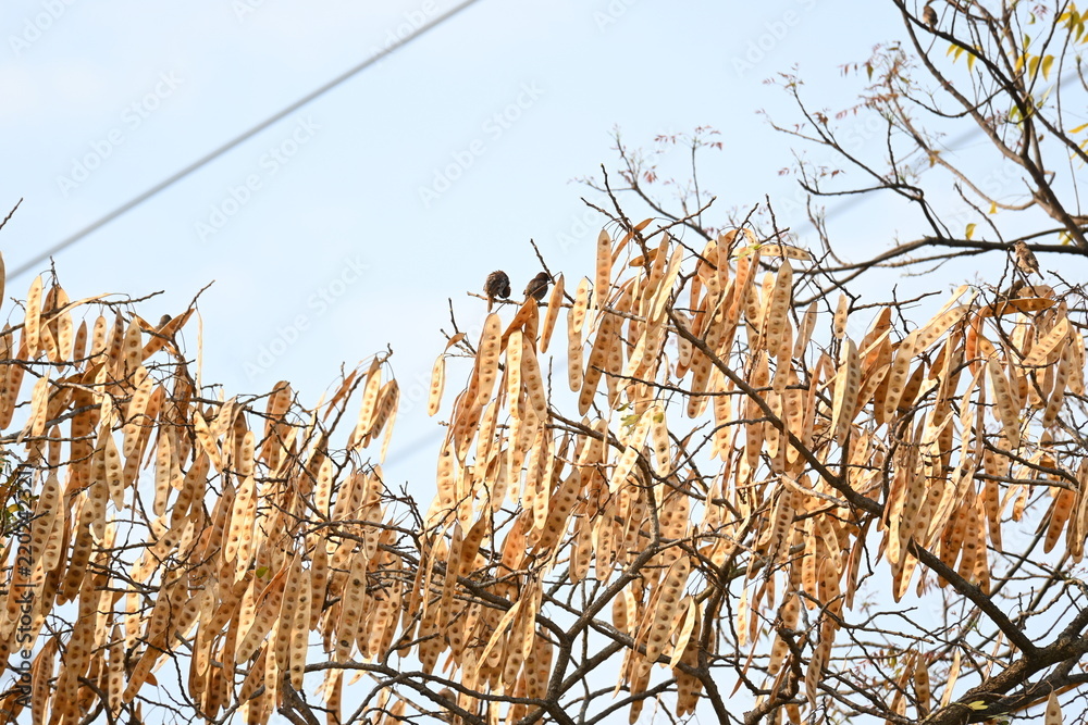 Fototapeta premium Dry seed pods sheltering wild birds. A tree branch filled with numerous dry, light-brown seed pods hanging closely together. Several small birds are perched among the branches against a bright.