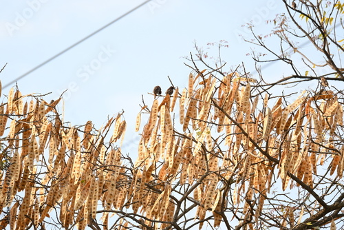 Dry seed pods sheltering wild birds. A tree branch filled with numerous dry, light-brown seed pods hanging closely together. Several small birds are perched among the branches against a bright.