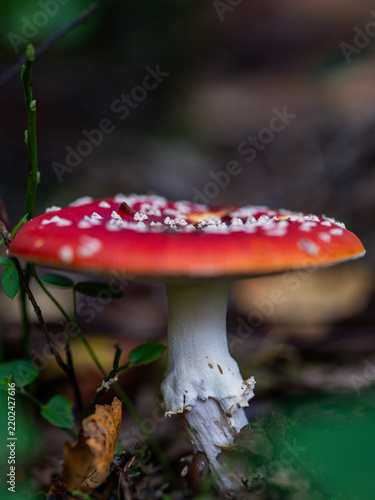 Bild auf Leinwand amanita muscaria fly agaric