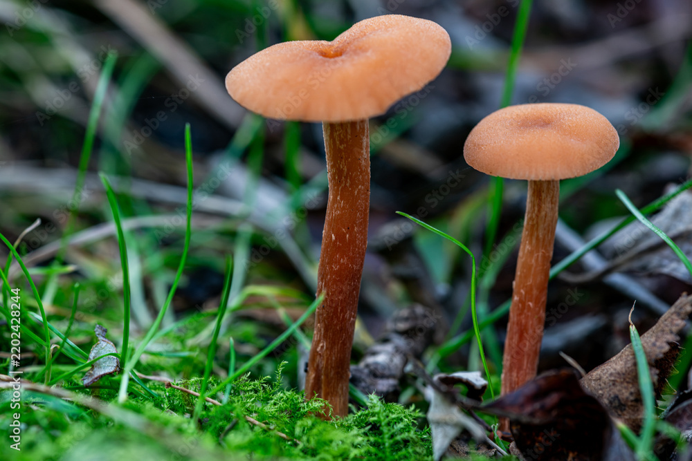 Fototapeta premium mushroom in the forest