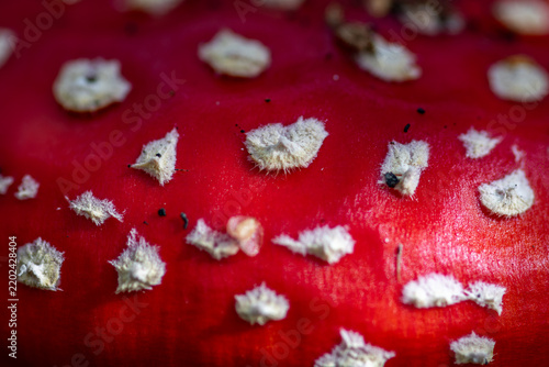 Bild auf Leinwand Fly Agaric macro