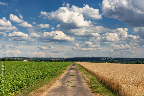 Ein asphaltierter, landwirtschaftlicher Weg in Fluchtpunktperspektive trennt zwei unterschiedlich bepflanzte Felder