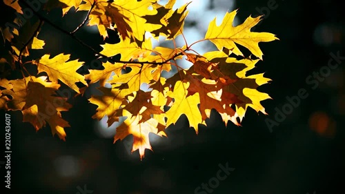 Red oak leaves on blue sky background
