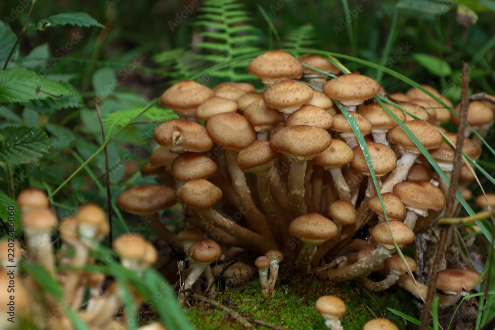 Fototapeta premium A large and dense cluster of young honey mushrooms with rounded brown caps grows among fresh green ferns and grass in the forest. Slender stems intertwine at the base, forming a lush natural bouquet.
