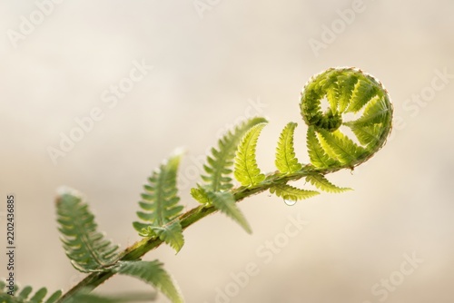 Close up shot of lush green fern frond unfurling in natural light