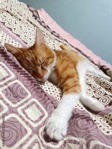 Fotografie Cute ginger and white cat sleeping peacefully stretched out on patterned bed bla