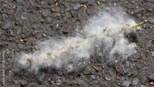 Soft white poplar/cottonwood seed fluff from a spent catkin rests on rough as...