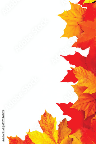 Golden yellow orange red maple leaves close-up isolated on white background.  vector illustration