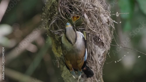 bird