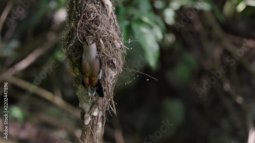 bird