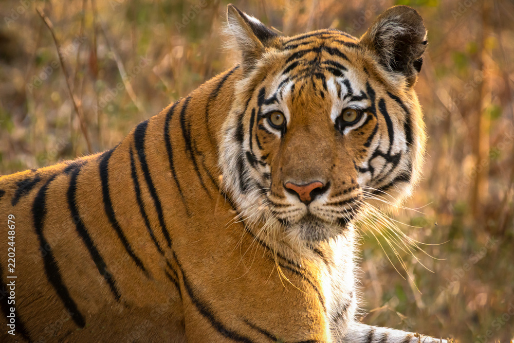 Fototapeta premium tiger portrait roaming in jungle