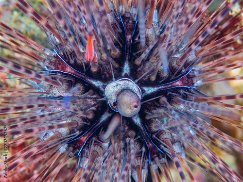 Фотография Close up view of Savigny's sea urchin with detailed spines and vibrant colors on