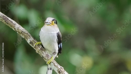 bird