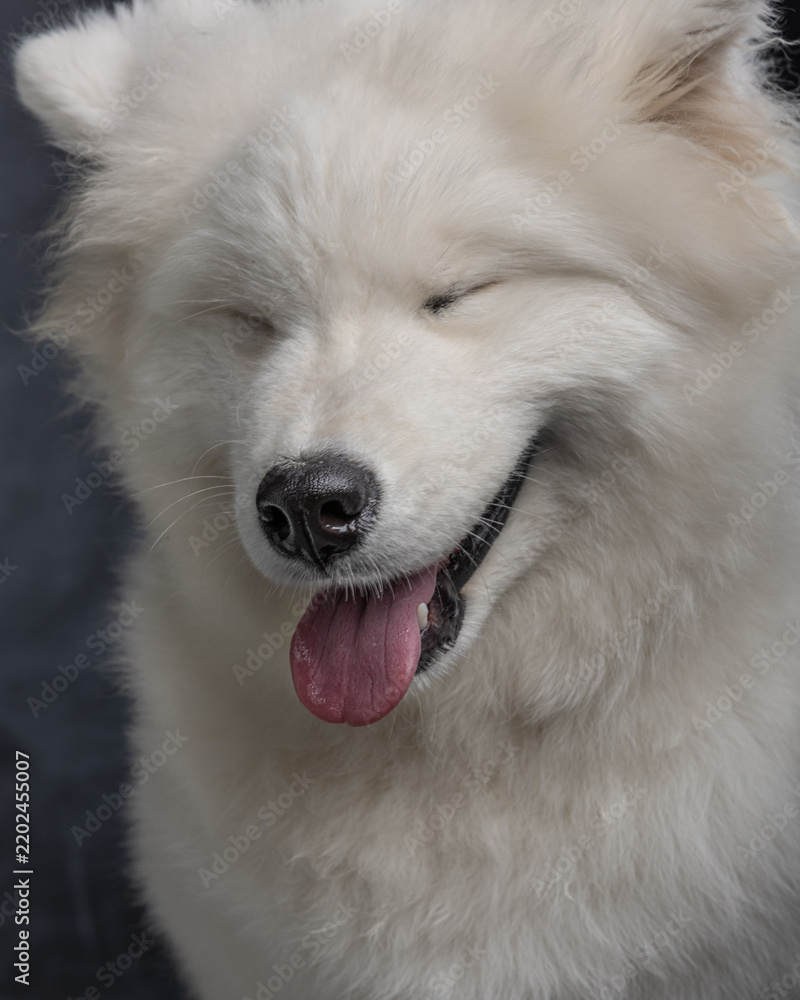 Fototapeta premium Close-up portrait of a fluffy white Samoyed dog looking at the camera with a happy expression and tongue out. Detailed white fur, expressive brown eyes and distinctive triangular ears are highlighted 