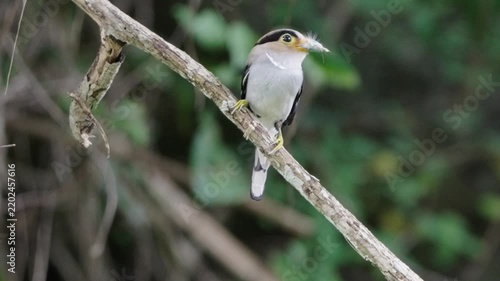 bird