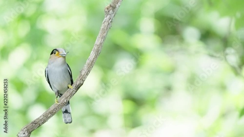 bird