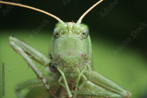 Plakat grasshopper on a leaf