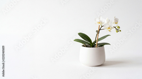 White orchid flower in white ceramic pot on minimal studio background