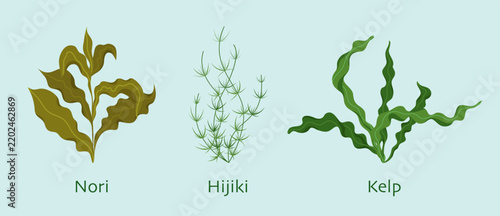 Cartoon Color Different Types Seaweeds Hijiki, Nori and Kelp Set Underwater Flora Concept Flat Design. Vector illustration