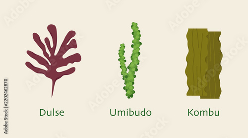 26_07-Set of green algae, various seaweeds_01.eps
