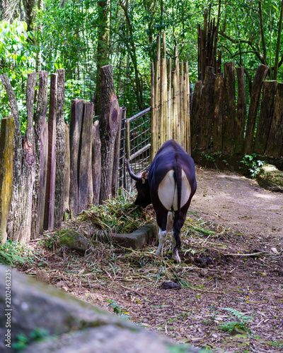 Foto Banteng wild cattle eating grass showing its distinctive white rump patch in a z