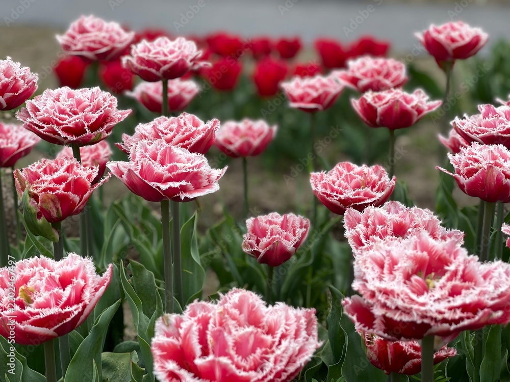 Fototapeta premium Pink Fringed Tulips in Bloom