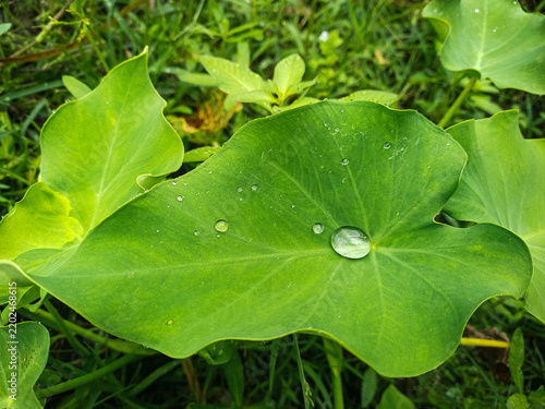 Bild auf Leinwand A vibrant green elephant ear leaf, possibly taro, showcases a pristine collectio