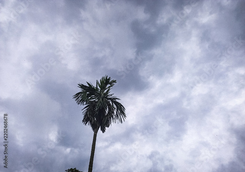 Fotografie A solitary, slender palm tree stands tall and resilient against a dramatic, heav
