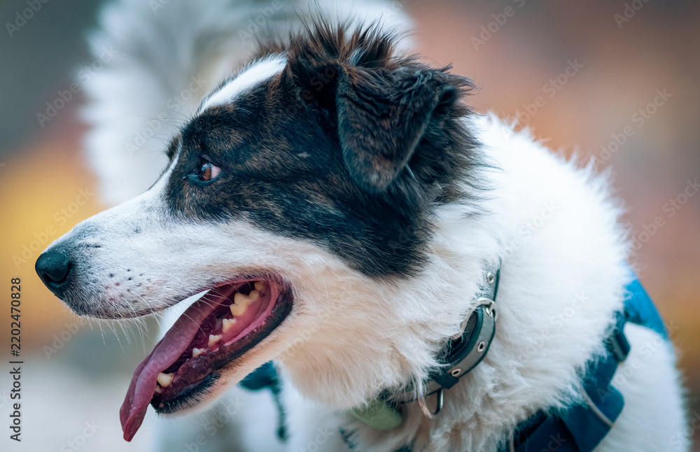 Fototapeta premium dogs playing outdoors in autumn forest