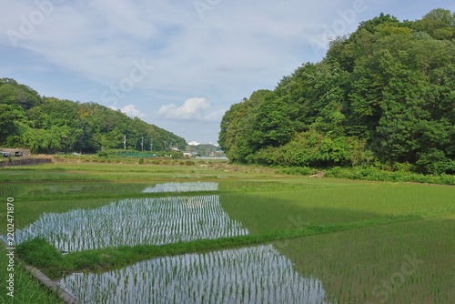 日本の原風景である横浜市内に残る「寺家ふるさと村」の春の田植えされた田んぼの様子