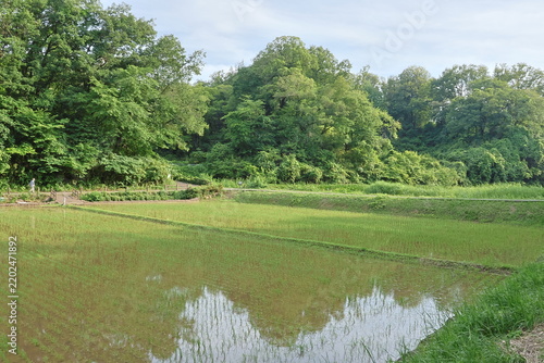 日本の原風景である横浜市内に残る「寺家ふるさと村」の春の田植えされた田んぼの様子