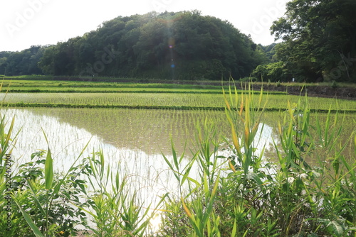 日本の原風景である横浜市内に残る「寺家ふるさと村」の春の田植えされた田んぼの様子