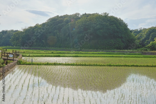 日本の原風景である横浜市内に残る「寺家ふるさと村」の春の田植えされた田んぼの様子