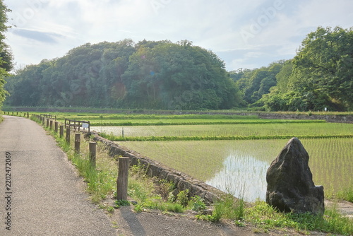 日本の原風景である横浜市内に残る「寺家ふるさと村」の春の田植えされた田んぼの様子