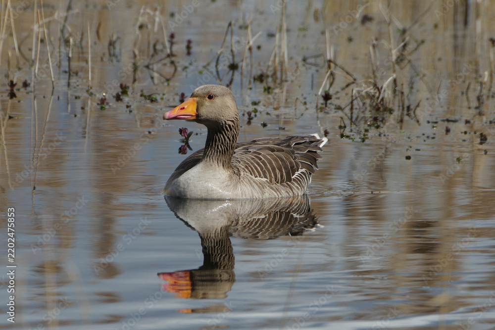 Fototapeta premium Greylag goose (Anser anser) swimming in a calm lake with water reflection, wild goose in its natural habitat