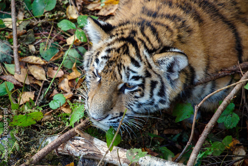 The muzzle of a young tiger on a background of green leaves on a bright sunny day. Wildlife, mammals, predators.