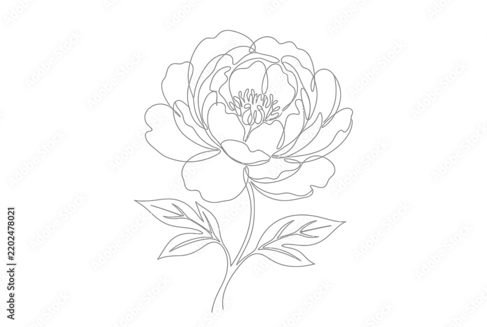 Obraz premium Blooming peony flower with delicate petals and leaves.