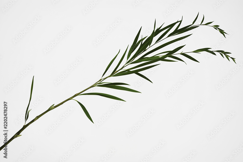 Obraz premium Fresh Willow Branch with Long Narrow Leaves