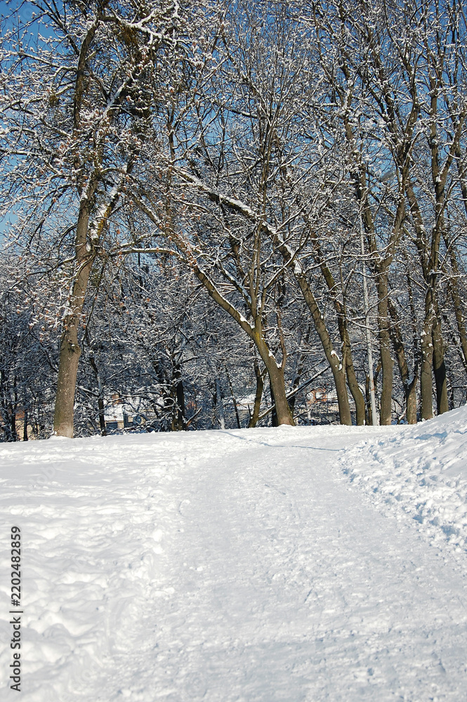 Fototapeta premium Snow-covered winter path leading between bare trees against a bright blue winter sky.Peaceful winter park landscape in sunny day.