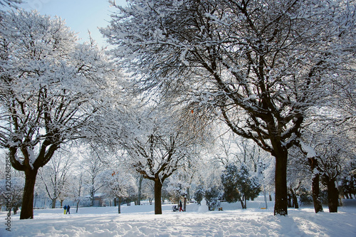 Fotografie Peaceful winter park with snow-covered trees and several people enjoying a winter day in sunny weather